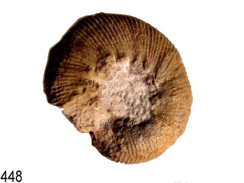 Olcostephanus